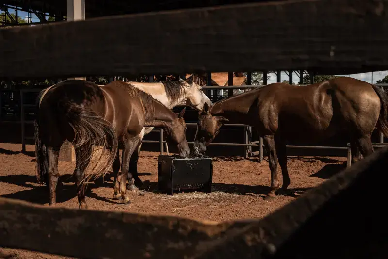 Seu Cavalo Está em Risco? Descubra os Perigos de Usar Alimentadores de Feno Altos