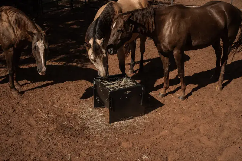 Adaptação do Cavalo a Novos Estímulos: Como o Slowbox Facilita o Processo